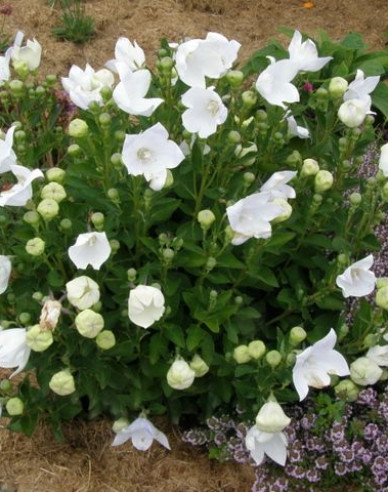 Balónovník veľkokvetý ´Astra White´