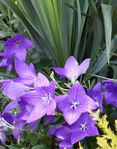 Balónovník veľkokvetý fialový