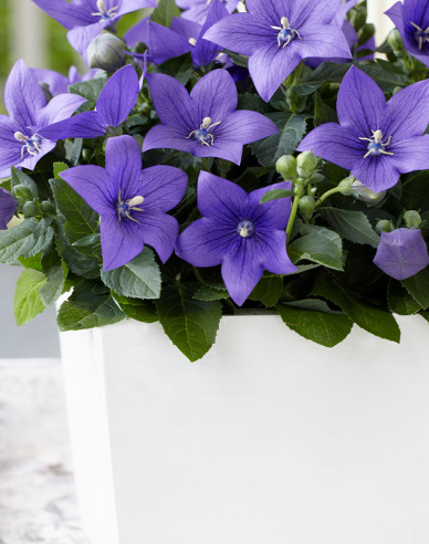 Balónovník veľkokvetý fialový