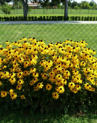 Rudbekia ´Goldsturm´