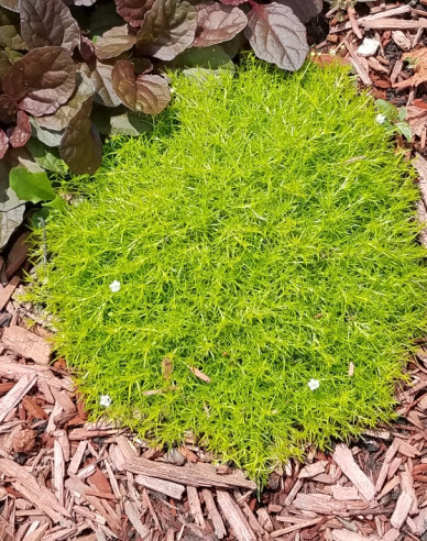 Machovička šidlovitá ´Lime Moss´