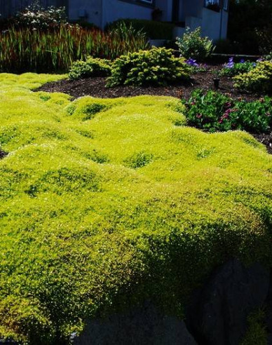 Machovička šidlovitá ´Lime Moss´