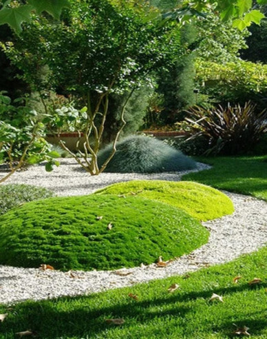 Machovička šidlovitá ´Lime Moss´