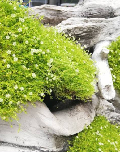 Machovička šidlovitá ´Lime Moss´