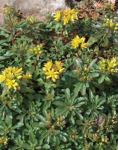 Rozchodník ’Variegatus’