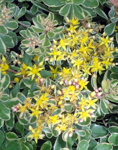 Rozchodník ’Variegatus’