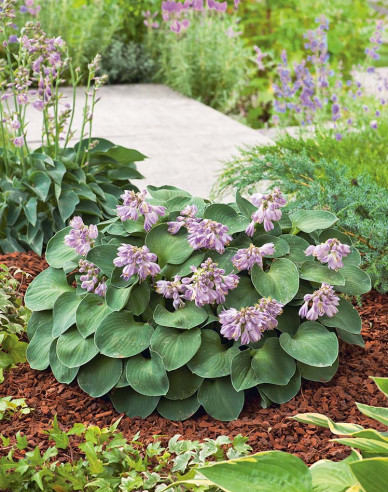 Hosta "Blue Mouse Ears"