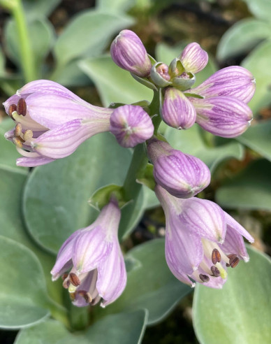 Hosta "Blue Mouse Ears"