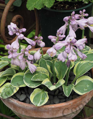 Hosta "Blue Mouse Ears"
