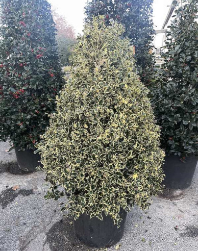 Cezmína ostrolistá ´Variegatum Cono´