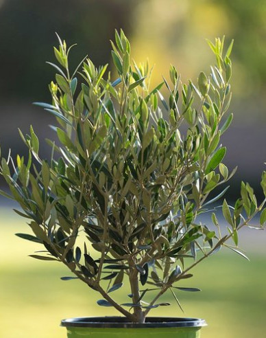 Olivovník európsky