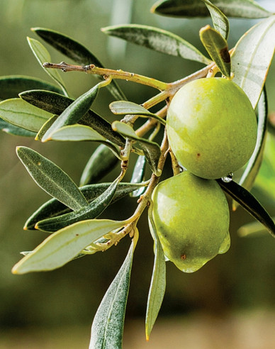 Olivovník európsky