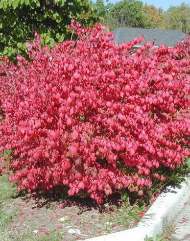 Bršlen krídlatý ´Compactus´ 180 - 200cm