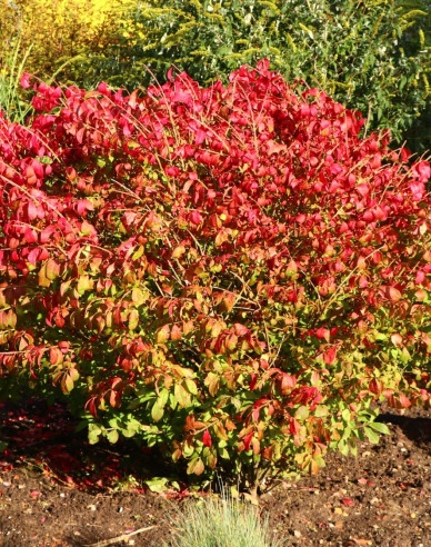 Bršlen krídlatý ´Compactus´ 180 - 200cm