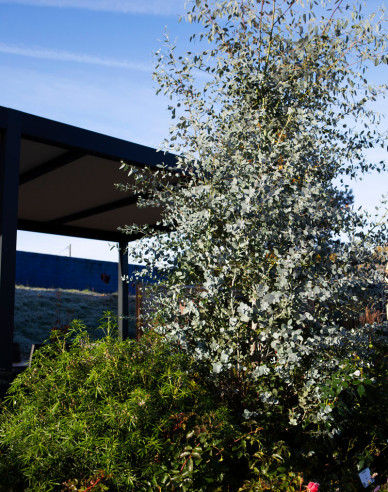 Eukalyptus ´Silveriana´