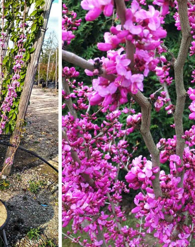 Judášovec čínsky ´Avondale´ 100cm