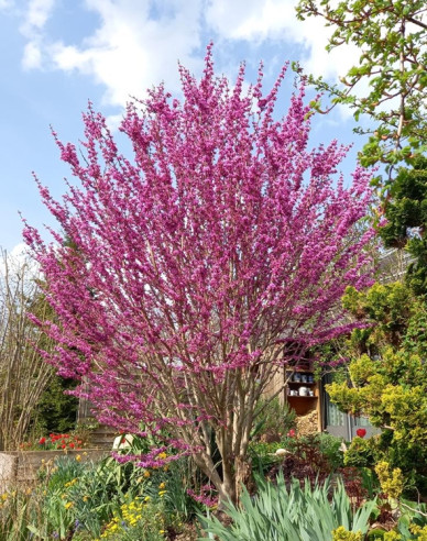 Judášovec čínsky ´Avondale´ 100cm