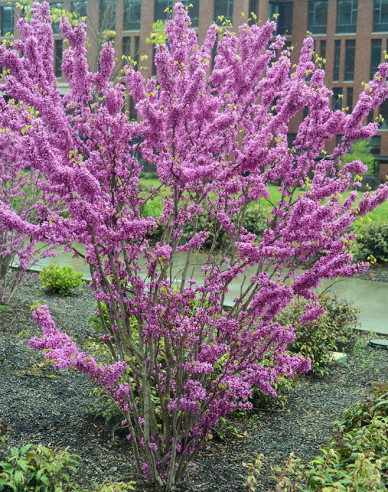 Judášovec čínsky ´Avondale´ 100cm