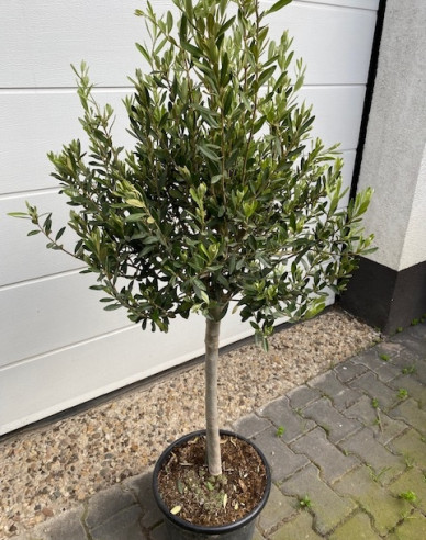 Olivovník európsky na kmienku