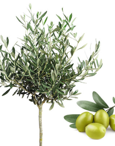 Olivovník európsky na kmienku