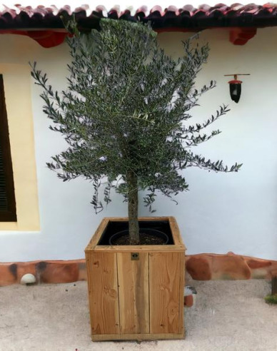 Olivovník európsky na kmienku