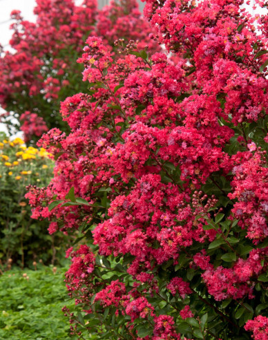 Myrta krepová ´Red Red Wine´