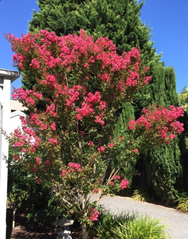 Myrta krepová ´Red Red Wine´