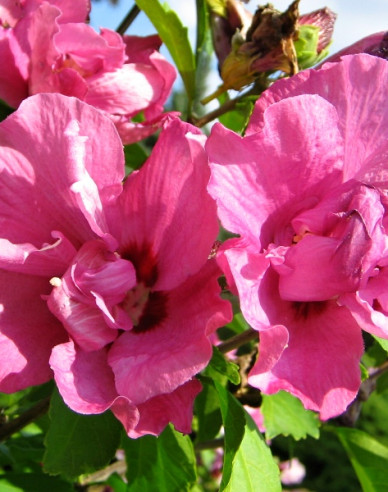 Ibištek sýrsky ´Duc De Brabant´