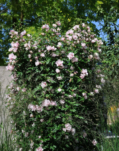 Ibištek sýrsky ´Lady Stanley´