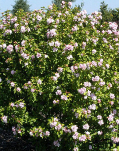 Ibištek sýrsky ´Lady Stanley´