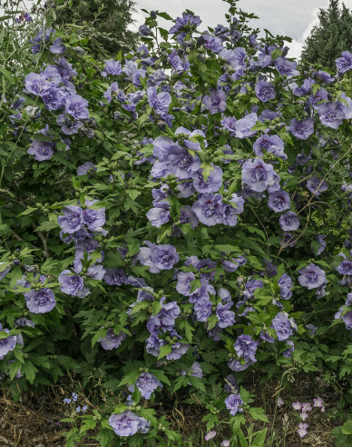 Ibištek sýrsky ´Blue Chiffon´