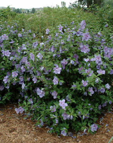 Ibištek sýrsky ´Blue Chiffon´