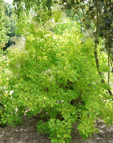 Škumpa vlasatá ´Golden Lady´