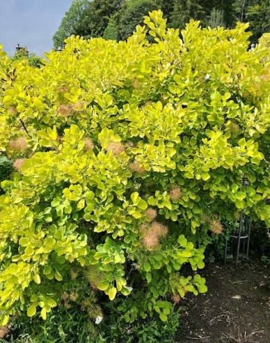 Škumpa vlasatá ´Golden Lady´