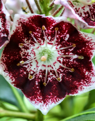 Kalmia širokolistá ´Black Label´