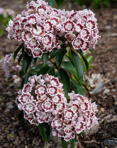 Kalmia širokolistá ´Black Label´