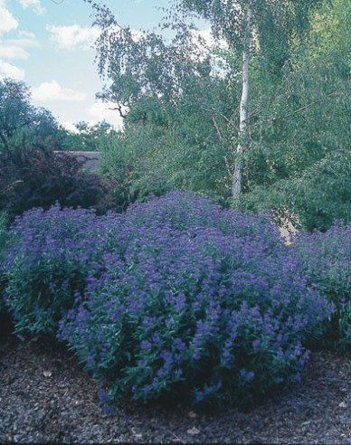 Bradavec klandovský ´Dark Knight´