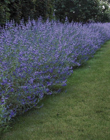 Bradavec klandovský ´Dark Knight´