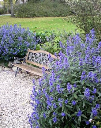 Bradavec klandovský ´Sterling Silver´