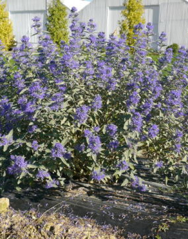 Bradavec klandovský ´Sterling Silver´