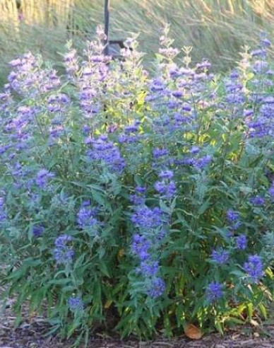 Bradavec klandovský ´Sterling Silver´