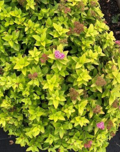 Tavoľník japonský ´Golden Jack´