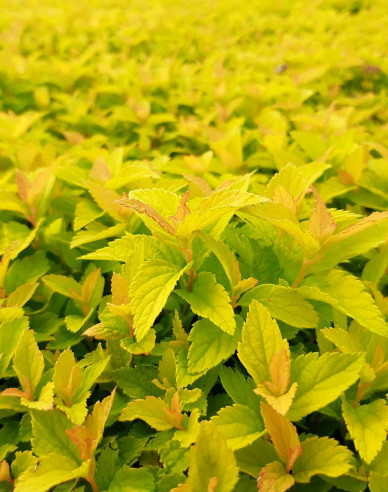 Tavoľník japonský ´Golden Jack´