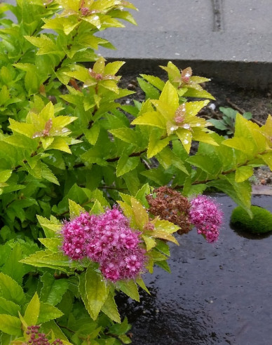 Tavoľník japonský ´Golden Jack´