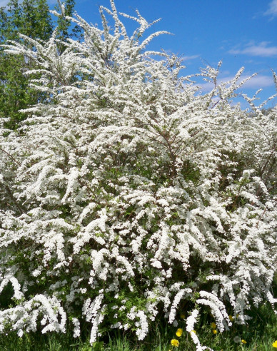 Tavoľník japonský ´Snowmound´