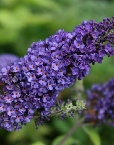 Budleja davidii ’Empire Blue´