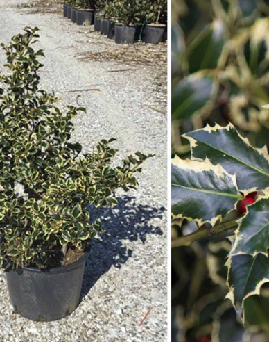 Cezmína ostrolistá ´Argentea Marginata´