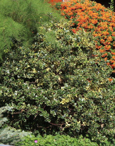 Cezmína ostrolistá ´Argentea Marginata´