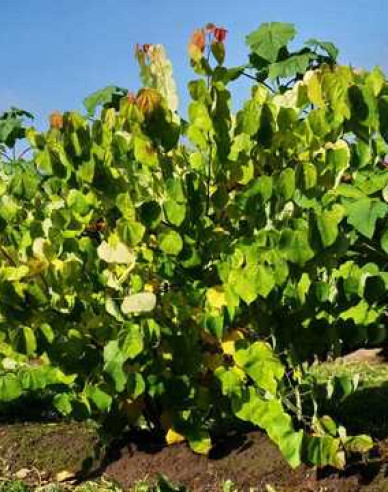 Judášovec kanadský ‘Rising Sun’ 125 - 150cm