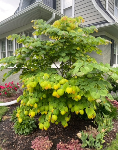 Judášovec kanadský ‘Rising Sun’ 125 - 150cm